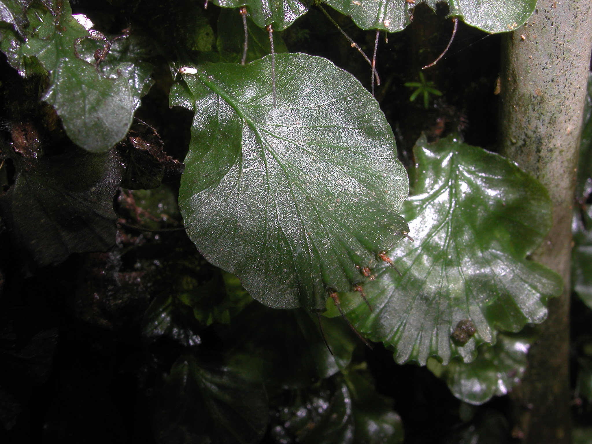 Hymenophyllaceae Didymoglossum godmanii